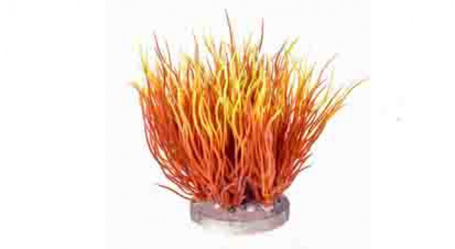 decor of aquarium6